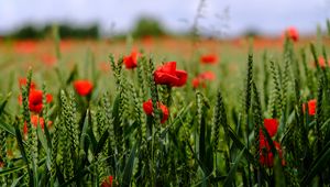 Preview wallpaper poppy, flowers, field, grass