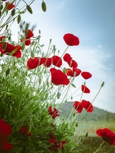 Preview wallpaper poppy, flowers, flowerbed, flowering, red