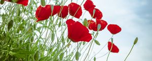 Preview wallpaper poppy, flowers, flowerbed, flowering, red