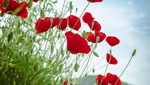 Preview wallpaper poppy, flowers, flowerbed, flowering, red