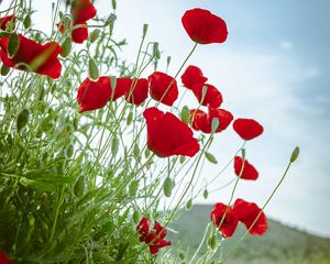 Preview wallpaper poppy, flowers, flowerbed, flowering, red