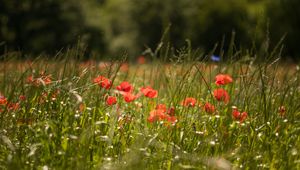 Preview wallpaper poppy, flowers, grass, green