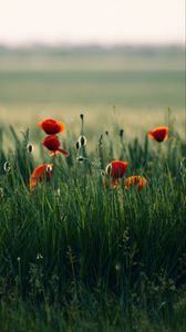 Preview wallpaper poppy, flowers, grass, field, nature