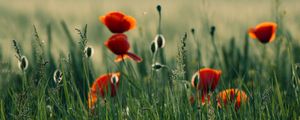 Preview wallpaper poppy, flowers, grass, field, nature