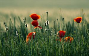 Preview wallpaper poppy, flowers, grass, field, nature