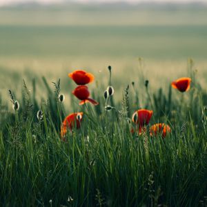 Preview wallpaper poppy, flowers, grass, field, nature