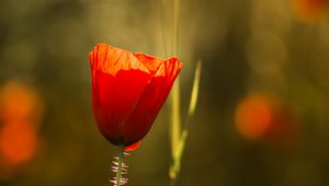 Preview wallpaper poppy, flowers, macro, petals