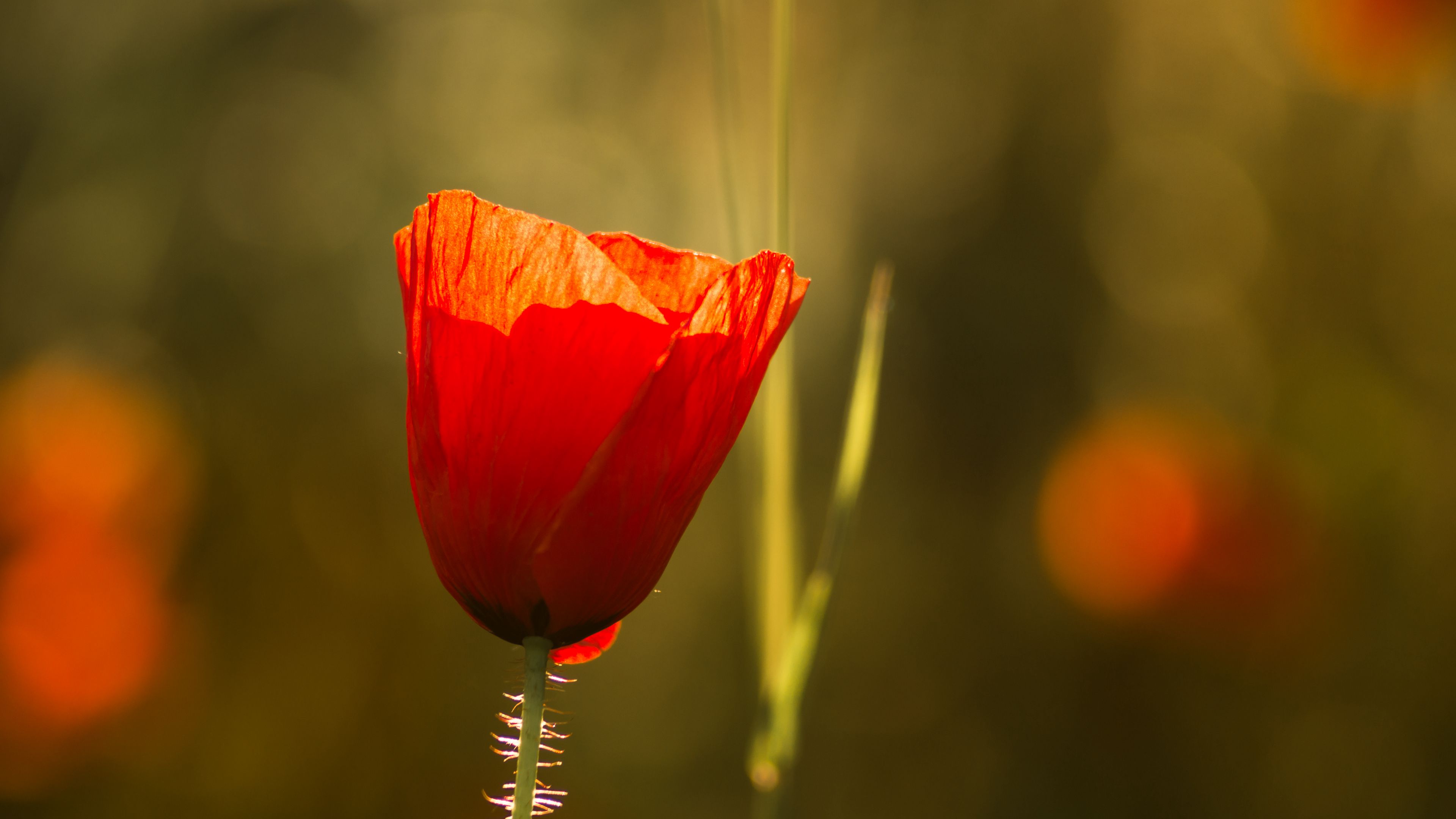 Download wallpaper 3840x2160 poppy, flowers, macro, petals 4k uhd 16:9 ...