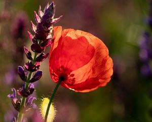 Preview wallpaper poppy, flowers, petals, light