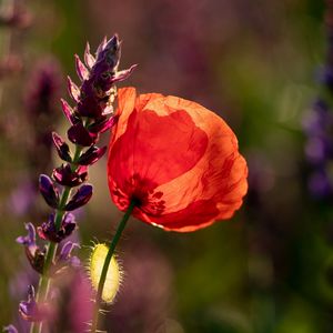 Preview wallpaper poppy, flowers, petals, light