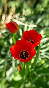 Preview wallpaper poppy, flowers, petals, plants, red