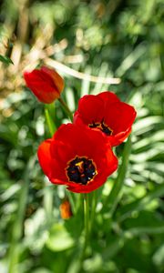 Preview wallpaper poppy, flowers, petals, plants, red