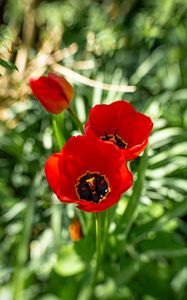 Preview wallpaper poppy, flowers, petals, plants, red