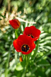 Preview wallpaper poppy, flowers, petals, plants, red
