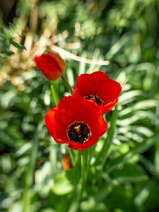 Preview wallpaper poppy, flowers, petals, plants, red