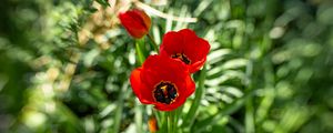 Preview wallpaper poppy, flowers, petals, plants, red