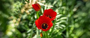 Preview wallpaper poppy, flowers, petals, plants, red