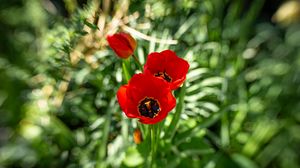 Preview wallpaper poppy, flowers, petals, plants, red
