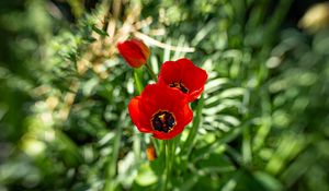Preview wallpaper poppy, flowers, petals, plants, red