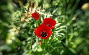 Preview wallpaper poppy, flowers, petals, plants, red