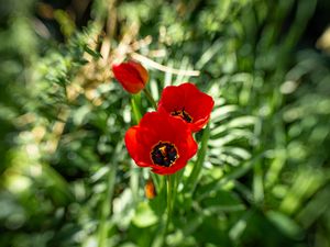 Preview wallpaper poppy, flowers, petals, plants, red