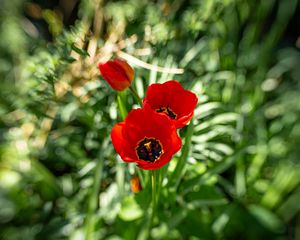 Preview wallpaper poppy, flowers, petals, plants, red