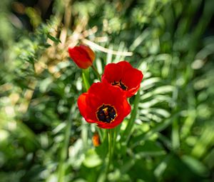 Preview wallpaper poppy, flowers, petals, plants, red