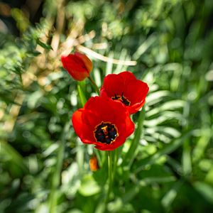Preview wallpaper poppy, flowers, petals, plants, red