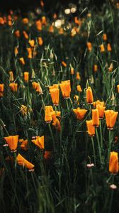 Preview wallpaper poppy, flowers, plant, field, yellow