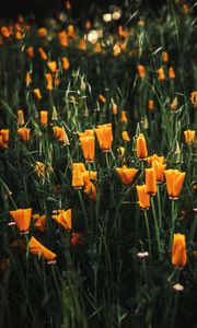 Preview wallpaper poppy, flowers, plant, field, yellow