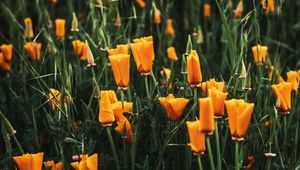 Preview wallpaper poppy, flowers, plant, field, yellow