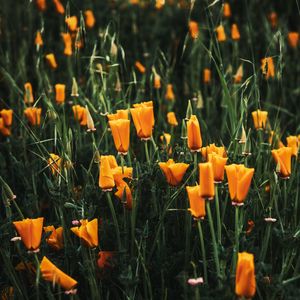 Preview wallpaper poppy, flowers, plant, field, yellow