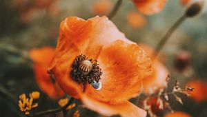 Preview wallpaper poppy, flowers, wildflowers, macro