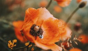 Preview wallpaper poppy, flowers, wildflowers, macro