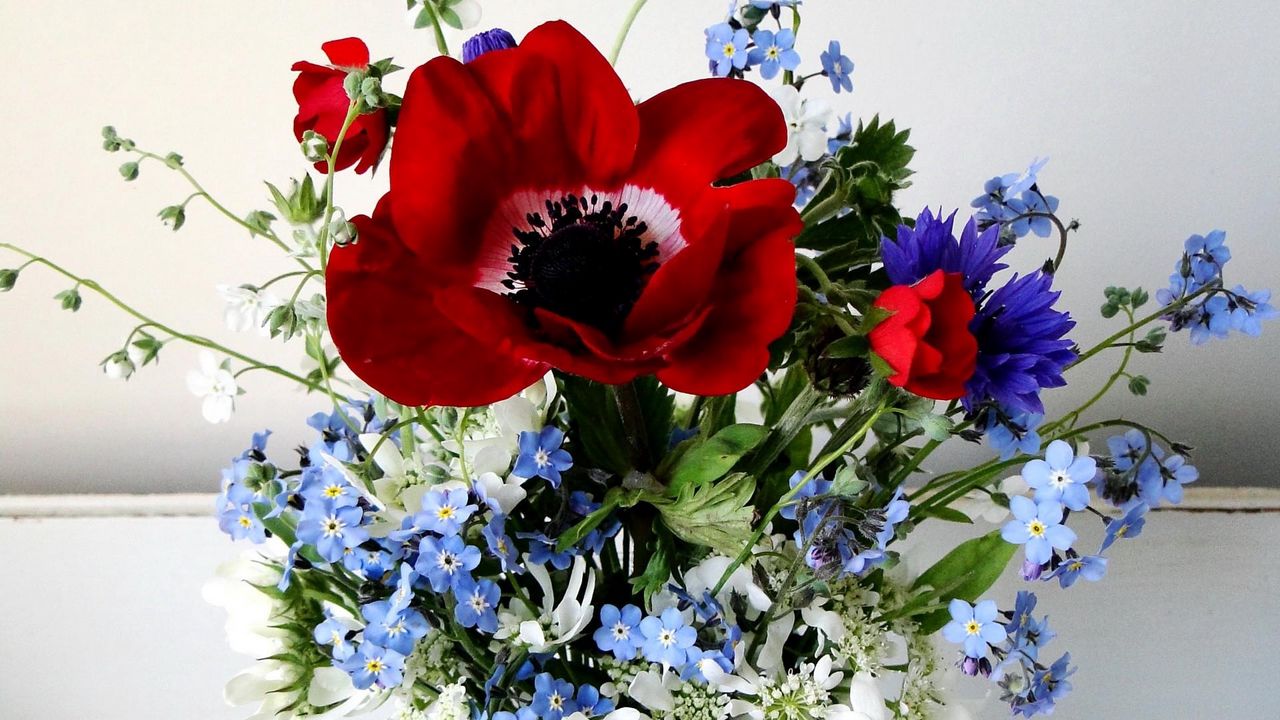 Wallpaper poppy, forget-me, cornflower, flowers, field, flower