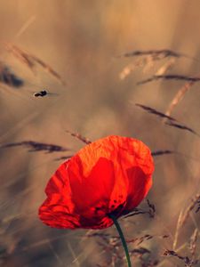 Preview wallpaper poppy, grass, blossom, flower, red