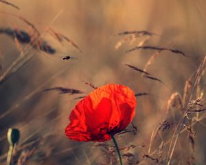 Preview wallpaper poppy, grass, blossom, flower, red