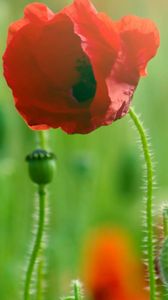 Preview wallpaper poppy, grass, plant, petals