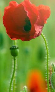 Preview wallpaper poppy, grass, plant, petals