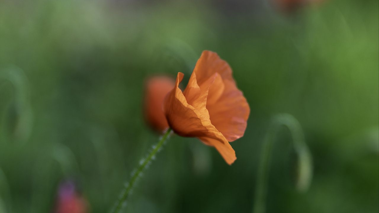 Wallpaper poppy, petals, blur, flowers