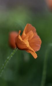 Preview wallpaper poppy, petals, blur, flowers