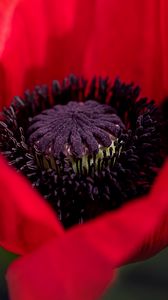 Preview wallpaper poppy, petals, bud