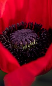 Preview wallpaper poppy, petals, bud