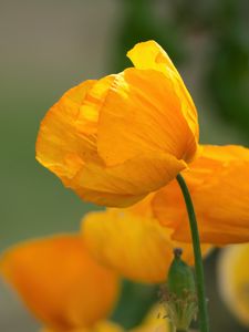 Preview wallpaper poppy, petals, flower, yellow