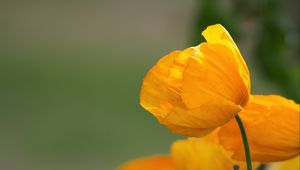 Preview wallpaper poppy, petals, flower, yellow