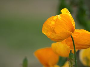 Preview wallpaper poppy, petals, flower, yellow