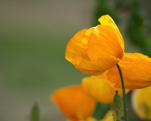 Preview wallpaper poppy, petals, flower, yellow