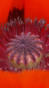 Preview wallpaper poppy, petals, macro, red