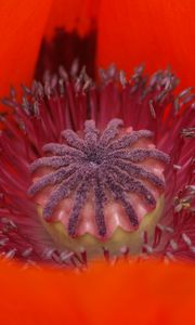 Preview wallpaper poppy, petals, macro, red