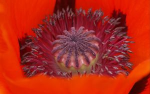 Preview wallpaper poppy, petals, macro, red